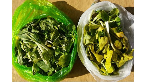 儲存青菜-降解袋和普通袋幾天後的（de）區別
